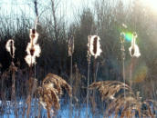 Gegenlicht macht's erst interessant