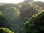Mediterraner Wald