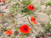 Klatschmohn
