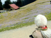 Krokusblüte am Hündle (Oberstaufen)