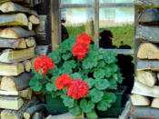 Nicht nur Holz vor der Hüttn